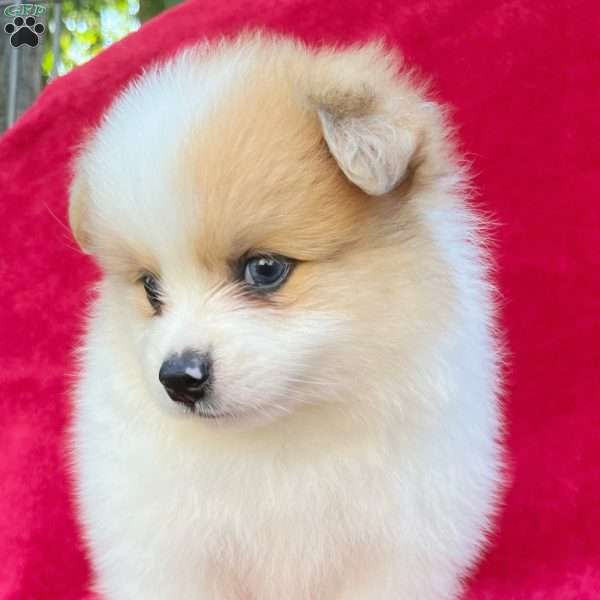 Fern, Pomeranian Puppy