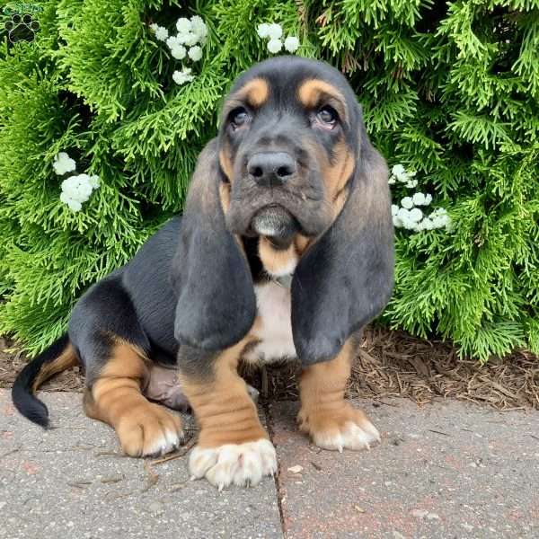Copper, Basset Hound Puppy