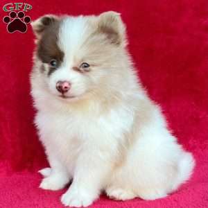 Frankie, Pomeranian Puppy