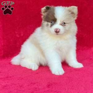 Frankie, Pomeranian Puppy