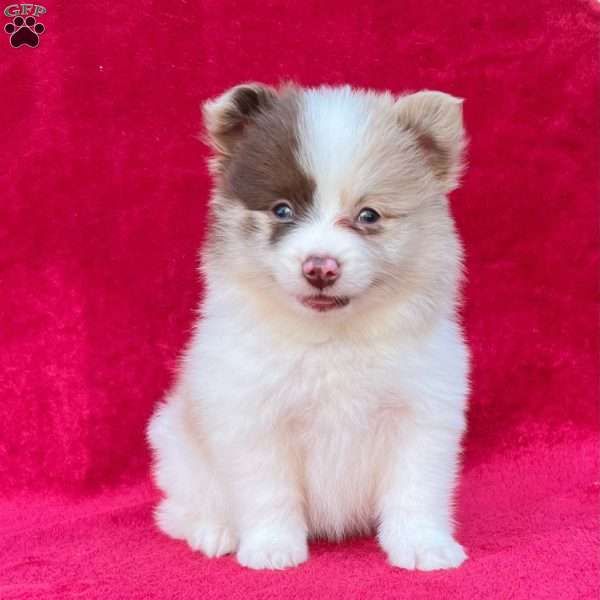 Frankie, Pomeranian Puppy