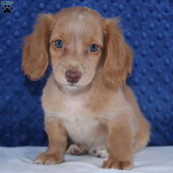 Zoey, Dachshund Puppy