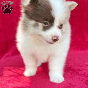 Frankie, Pomeranian Puppy