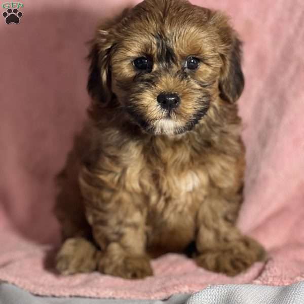Aubrey, Shih-Poo Puppy