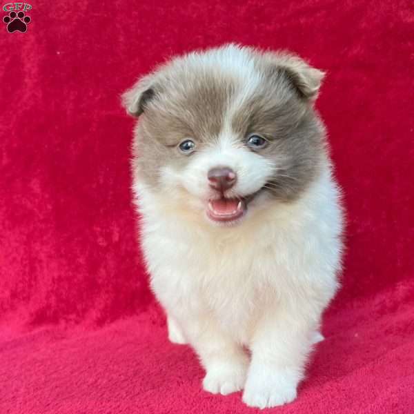 Fancy, Pomeranian Puppy