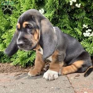 Waldo, Basset Hound Puppy