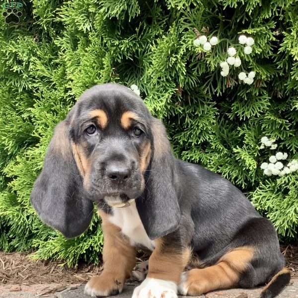 Waldo, Basset Hound Puppy