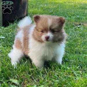 Freddy, Pomeranian Puppy