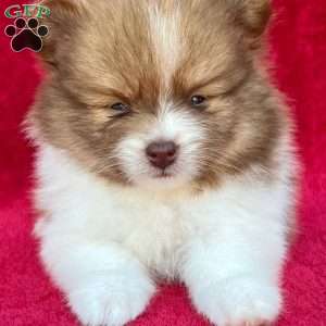 Freddy, Pomeranian Puppy