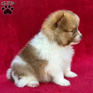 Freddy, Pomeranian Puppy