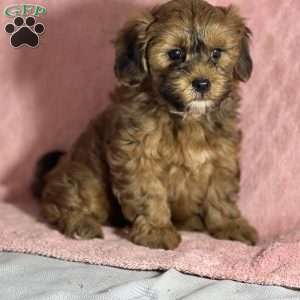Aubrey, Shih-Poo Puppy