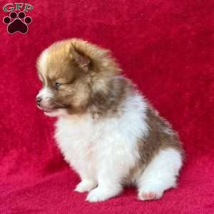 Freddy, Pomeranian Puppy