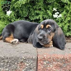 Waldo, Basset Hound Puppy