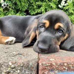 Waldo, Basset Hound Puppy