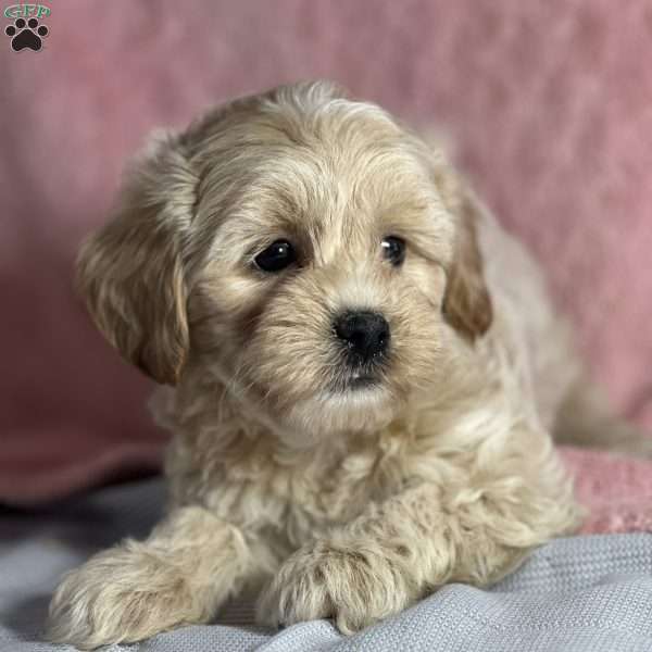 Applepie, Shih-Poo Puppy