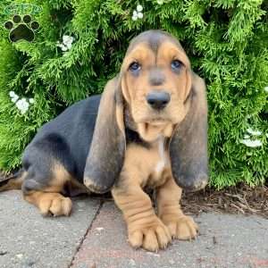 Penny, Basset Hound Puppy