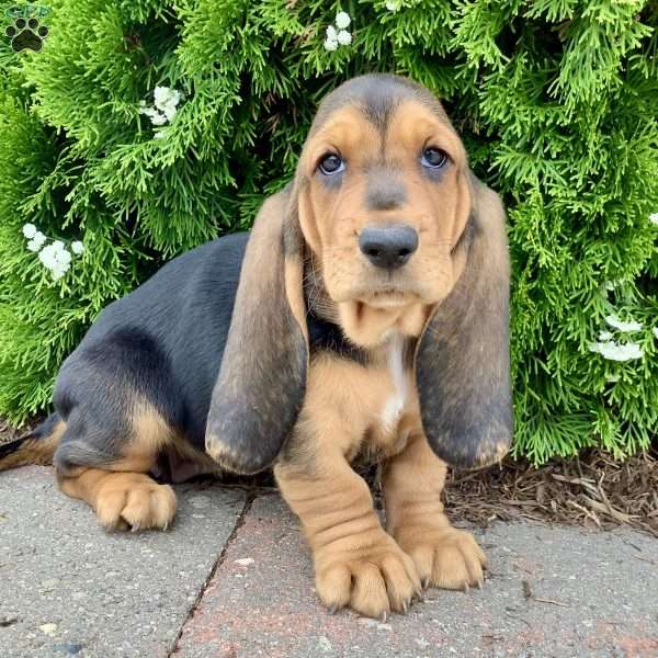 Penny, Basset Hound Puppy
