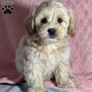 Applepie, Shih-Poo Puppy