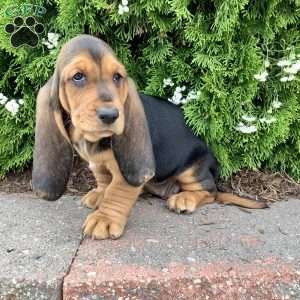Penny, Basset Hound Puppy