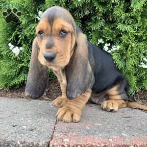 Penny, Basset Hound Puppy