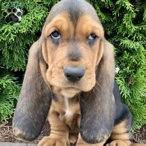 Penny, Basset Hound Puppy