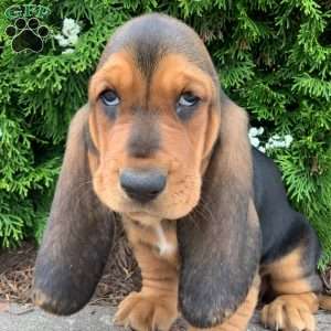 Penny, Basset Hound Puppy