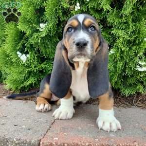 Sunny, Basset Hound Puppy