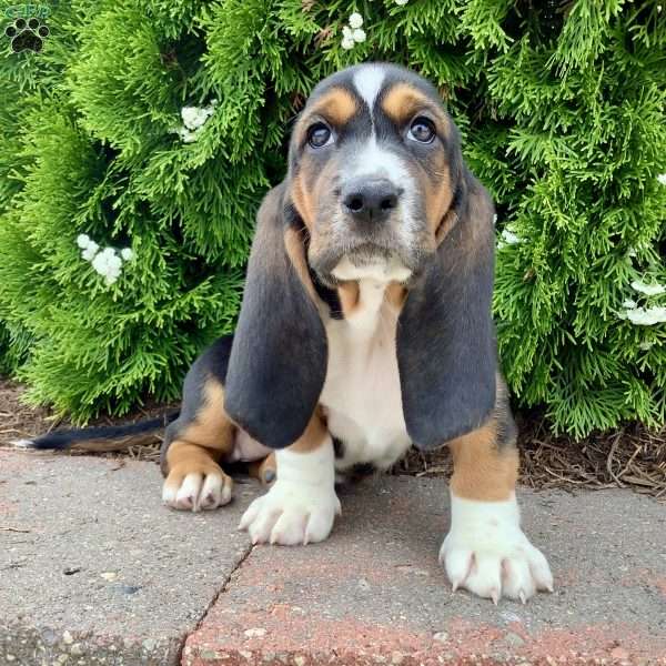 Sunny, Basset Hound Puppy
