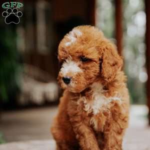 Levi, Mini Goldendoodle Puppy