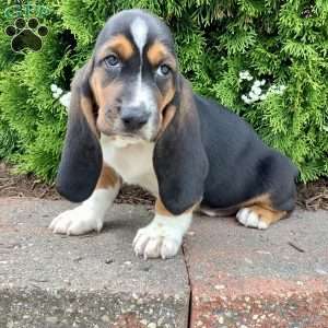 Sunny, Basset Hound Puppy