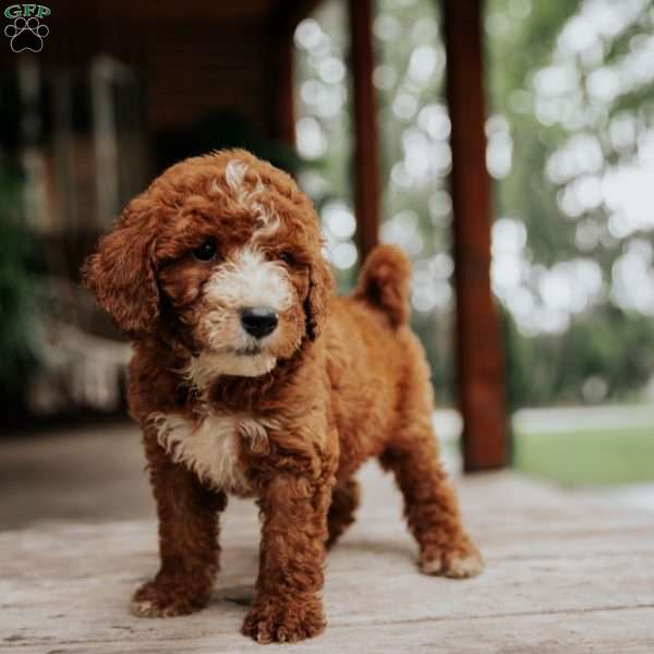 Leo, Mini Goldendoodle Puppy
