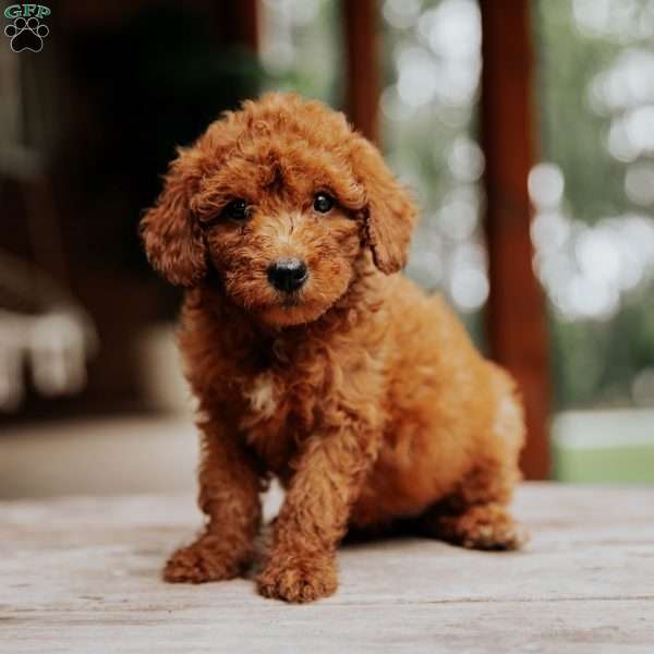 Lexi, Mini Goldendoodle Puppy