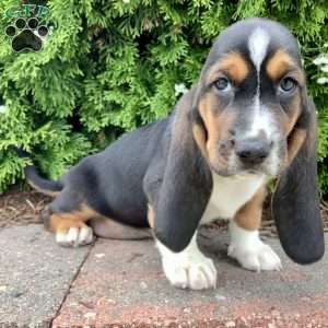 Sunny, Basset Hound Puppy