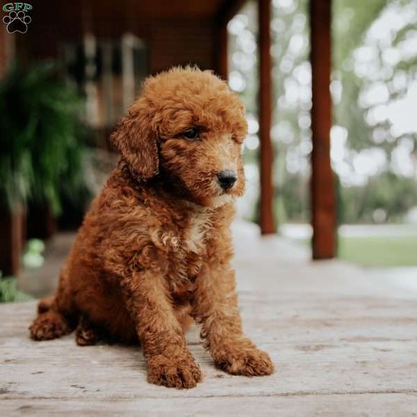 Lion, Mini Goldendoodle Puppy