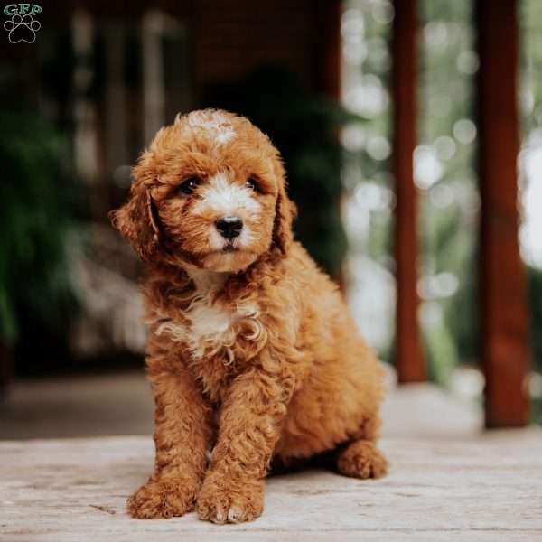 Levi, Mini Goldendoodle Puppy