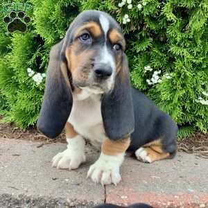 Sunny, Basset Hound Puppy