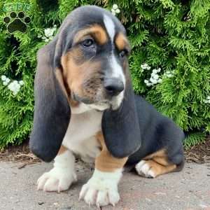 Sunny, Basset Hound Puppy