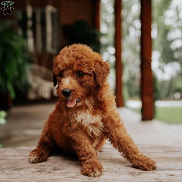 Louis, Mini Goldendoodle Puppy