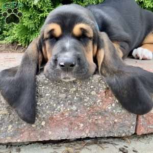 Pearl, Basset Hound Puppy
