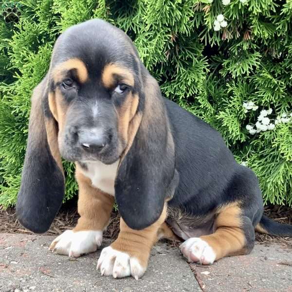 Pearl, Basset Hound Puppy
