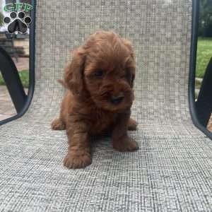 Coco, Mini Goldendoodle Puppy