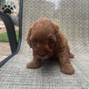 Coco, Mini Goldendoodle Puppy