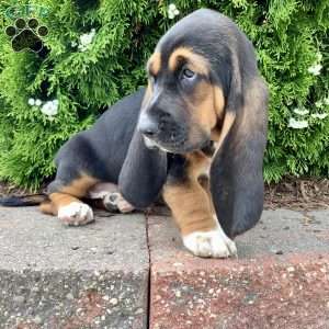 Pearl, Basset Hound Puppy