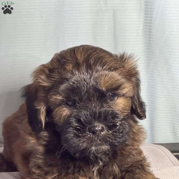 Albie, Shih-Poo Puppy