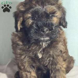 Albie, Shih-Poo Puppy