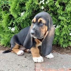 Pearl, Basset Hound Puppy