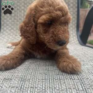 Cookie, Mini Goldendoodle Puppy