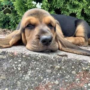 Turbo, Basset Hound Puppy
