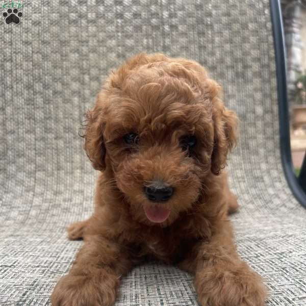 Bella, Mini Goldendoodle Puppy