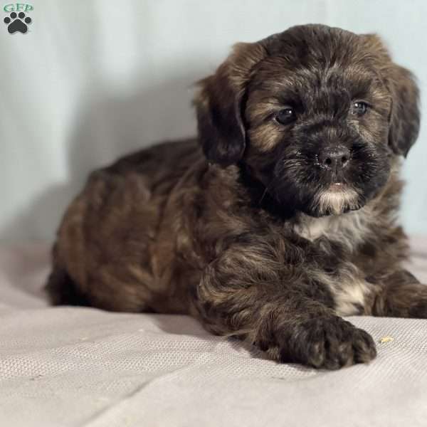 Andy, Shih-Poo Puppy
